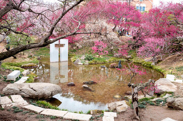 봄동산, 꽃동산에 활짝 핀 홍매화