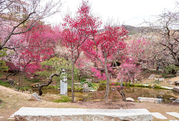 봄동산, 꽃동산에 활짝 핀 홍매화