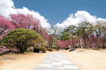 봄동산, 꽃동산에 활짝 핀 홍매화