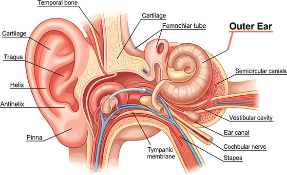 Stapes Human Anatomy