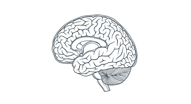 Detailed hand drawn illustration of a human brain in lateral view showing the intricate and complex folds of the cerebral cortex.