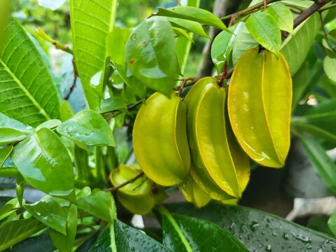 Close-Up of Fresh Averrhoa carambola Star Fruits Growing on Tree