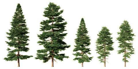 Set of red spruce evergreen conifer trees in different heights, isolated on light green background for forest scenes, landscape design and architectural visualization © Frans Kazan