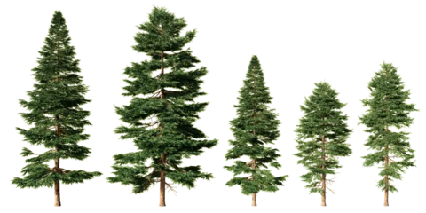 Fototapete Bäume Set of red spruce evergreen conifer trees in different heights, isolated on light green background for forest scenes, landscape design and architectural visualization  © Frans Kazan