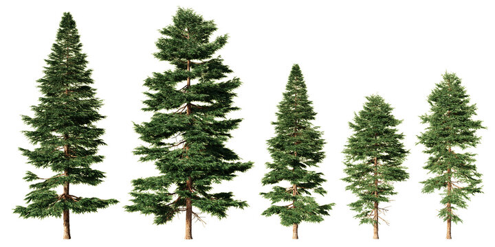 Set of red spruce evergreen conifer trees in different heights, isolated on light green background for forest scenes, landscape design and architectural visualization