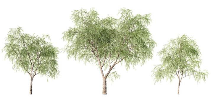 Set of Schinus molle Peruvian pepper trees with airy weeping foliage at different sizes, isolated on light green background for landscape design and architectural visualization