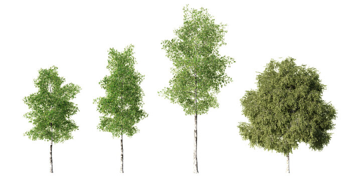 Silver birch trees with white trunks and lush green crowns in multiple forms, isolated on light green background for landscape and architectural visualization