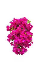 Obraz premium Pink bougainvillea flowers on white background