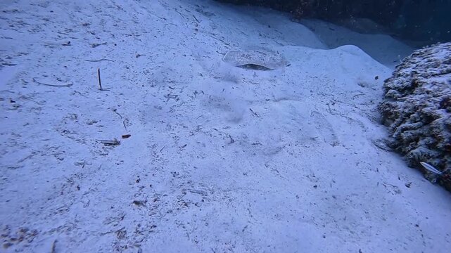 Camouflaged Flounder Moves Then Rests on Sandy Ocean Seabed