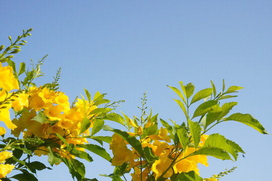 (Tecoma stans) Yellow elder Thong Urai with bright yellow flowers It looks like a bell or a trumpet or a trumpet, a small shrub 2-4 meters tall.