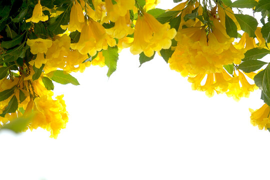(Tecoma stans) Yellow elder Thong Urai with bright yellow flowers It looks like a bell or a trumpet or a trumpet, a small shrub 2-4 meters tall.