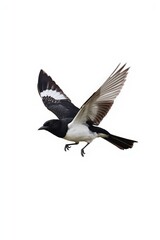 Flying magpie bird in mid-air