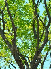 春の新緑のコナラの木と青空