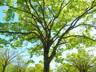 Obraz premium 春の新緑の欅の木と青空