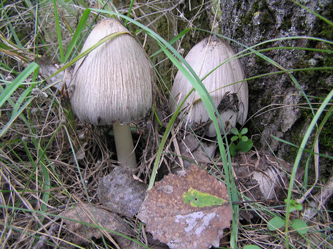 Gray dung beetle, Coprinopsis atramentaria.
Used to make ink. Young mushrooms are edible after boiling. They contain beneficial substances that reduce sugar/cholesterol levels. Their use is incompatib