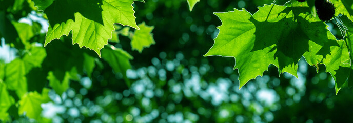Bright Green Leaves in Sunlight – Closeup of Fresh Foliage Against Blurred Background © lms_lms