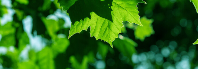 Fototapeta premium Vibrant green leaves catch sunlight, highlighting detailed veins and serrated edges. Ideal for nature, outdoor, and foliage themes with a fresh, uplifting mood.