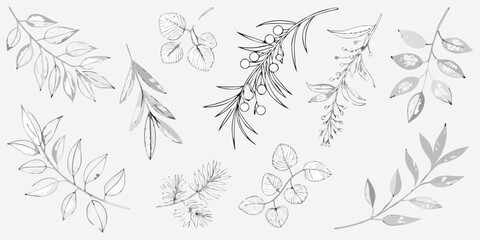 Delicate botanical sketches of various leaves and berry branches © Juel