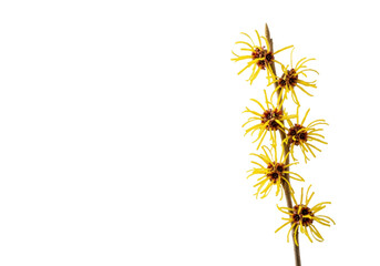 Obraz premium photorealistic macro of a hamamelis (witch hazel) twig with vibrant yellow ribbon-like flowers in full bloom, isolated on a shadowless white background with copy space. concept of botanical skincare
