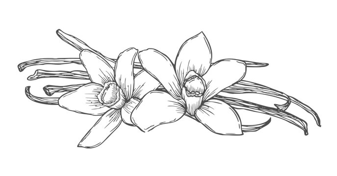 Vanilla Flower with Sticks set. Outline drawing of spice. Vector hand drawn illustration of orchid Flower and pods.