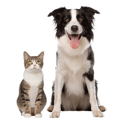 Fototapeta premium Border Collie and Tabby Cat Best Friends