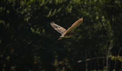 Fototapeta premium Chinese Pond Heron Flying with Wings Spread Against Dark Background