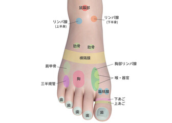 足の甲のツボの反射区 3D 図解イラスト © あしたばきょうこ