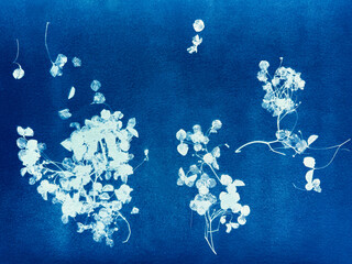 Summer field plants in blue print background. Cyanotype illustration