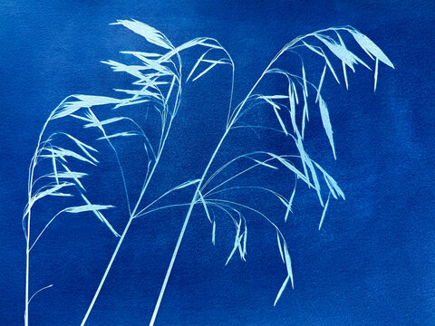 Summer field plants in blue print background. Cyanotype illustration