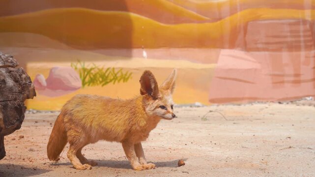 Fox in Desert Landscape with Adobe Architecture