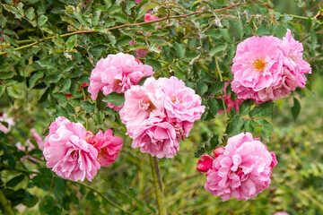 Fototapeta premium Pink Rose Flowers