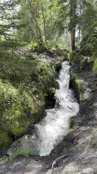 River water stream flow inside dense humid forest in Switzerland, vertical format video