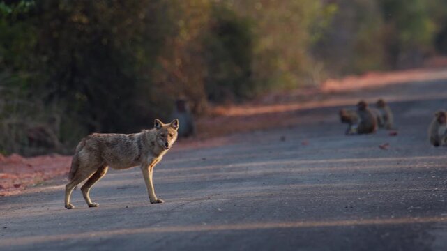 Golden jackal carefully crossing remote forest track during evening light highlighting wild animal road encounter.