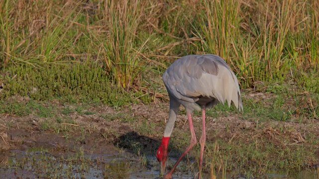 Tall sarus crane probing muddy ground while looking for insects and small aquatic prey.