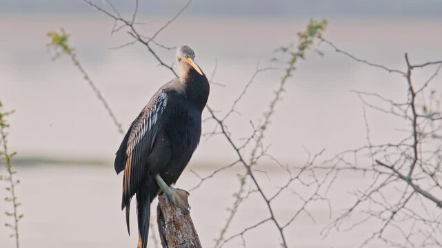 snakebird carefully cleans and arranges its plumage using its beak, displaying natural grooming behavior.