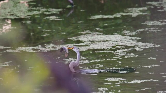 snakebird flipping fish into the air to swallow head first and consuming live fish on water surface showing active feeding behavior in water.