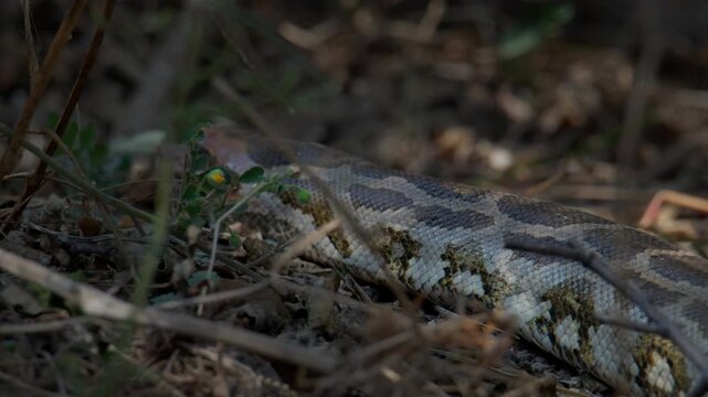 Python snake head in sharp focus with extended forked tongue displaying reptile sensing behavior.