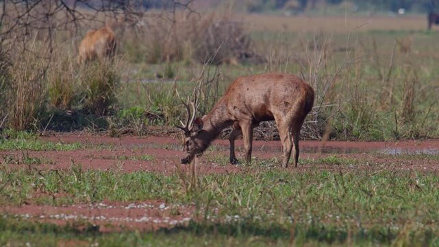 Swamp deer stag standing alert in wet meadow with large branching antlers visible in natural landscape.