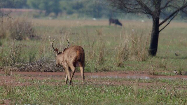 Barasingha male deer looking toward camera while positioned in grassy plain during daylight.