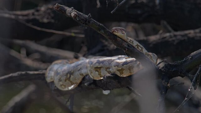 Python molurus lying along woody branch demonstrating semi-arboreal lifestyle in wild environment.