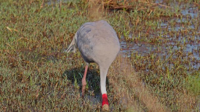 Elegant sarus crane dipping long beak into water while hunting for food.