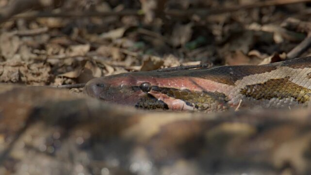 Python molurus head captured at ground level revealing intricate scale pattern and sensory tongue flick.