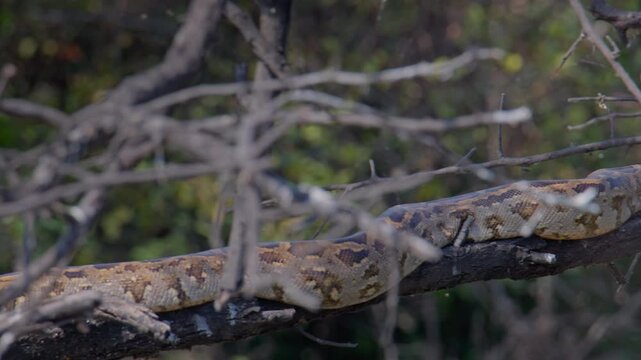 Indian Rock Python resting on elevated branch in forest showing natural arboreal reptile behavior.