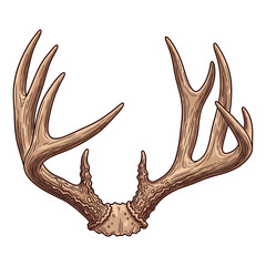 Fototapeta premium Hand drawn vintage deer antlers illustration isolated on white background for hunting and outdoors