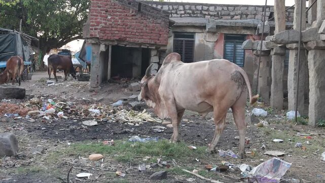Zubu bull eating garbage, humped cattle, Bos indicus in Hampi city, India, dilapidated houses and waste, indian farm