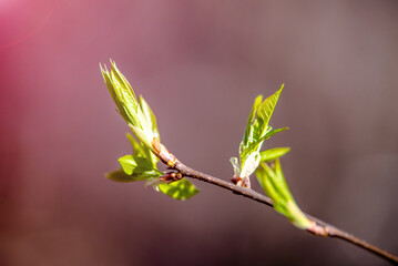 Fototapeta premium Blossoming Bushes in the early spring on a background of blue sky 