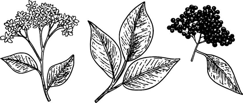 Vintage hand-drawn set of elderflower blossoms and elderberry cluster for retro botanical design