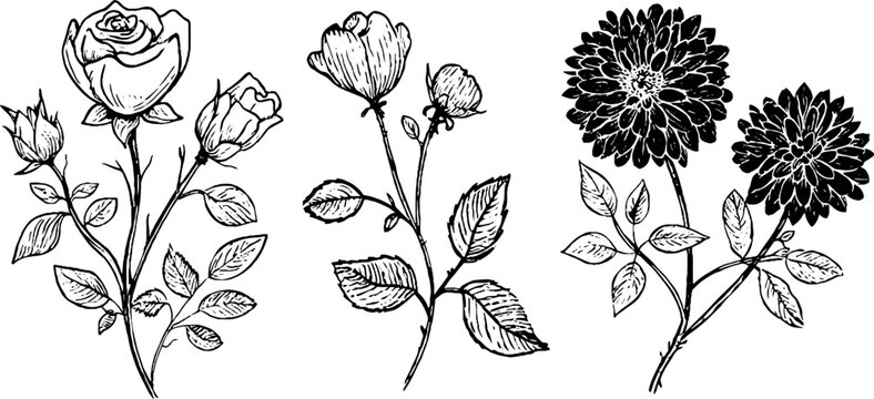 Vintage floral set with rose, peony, and dahlia illustrations for design