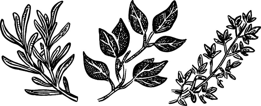 Vintage botanical sketch of rosemary, thyme, and basil sprigs for culinary and herbal design