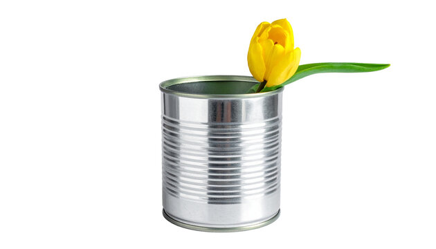 Yellow tulip in tin can a beautiful bouquet of tulips, isolated on transparent background